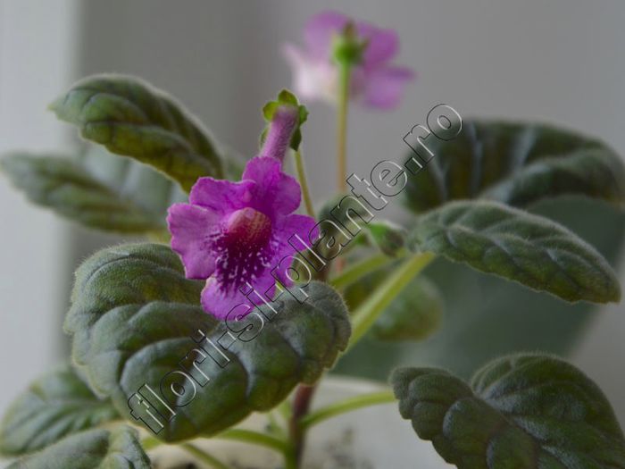 Sinningia Cherry Sprite - GLOXINIA _ SINNINGIA 2