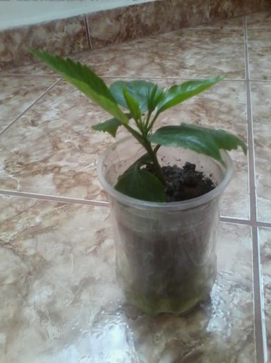 ciclam batut - hibiscusi 2014