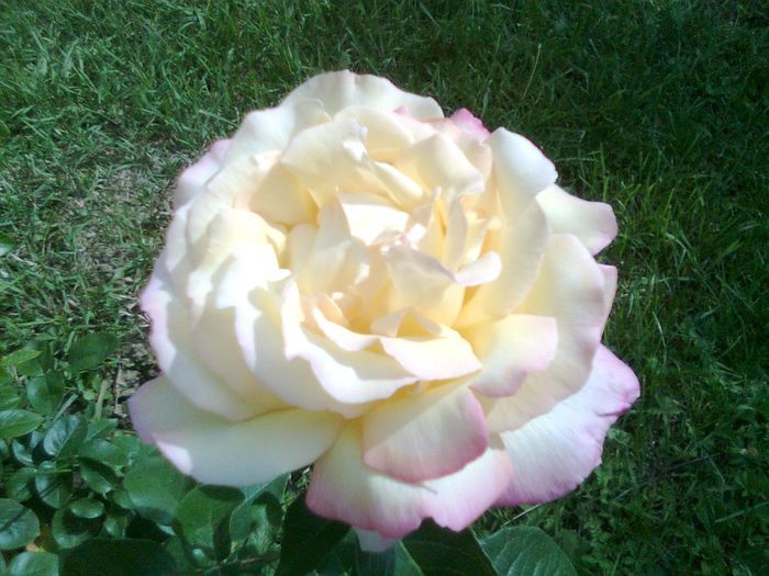 DOC POZE 051 - A___PRIMAVARA-VARA 2014