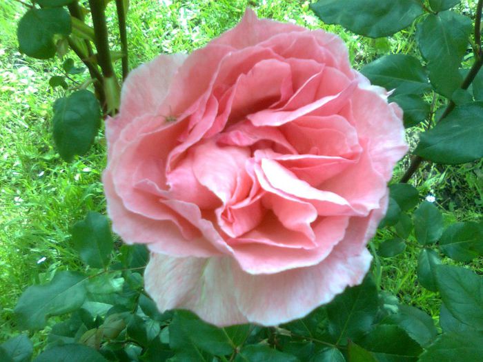 DOC POZE 056 - A___PRIMAVARA-VARA 2014