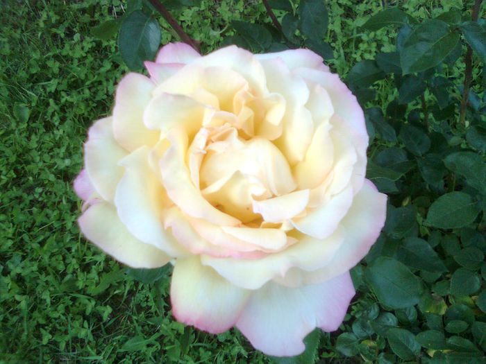 DOC POZE 061 - A___PRIMAVARA-VARA 2014