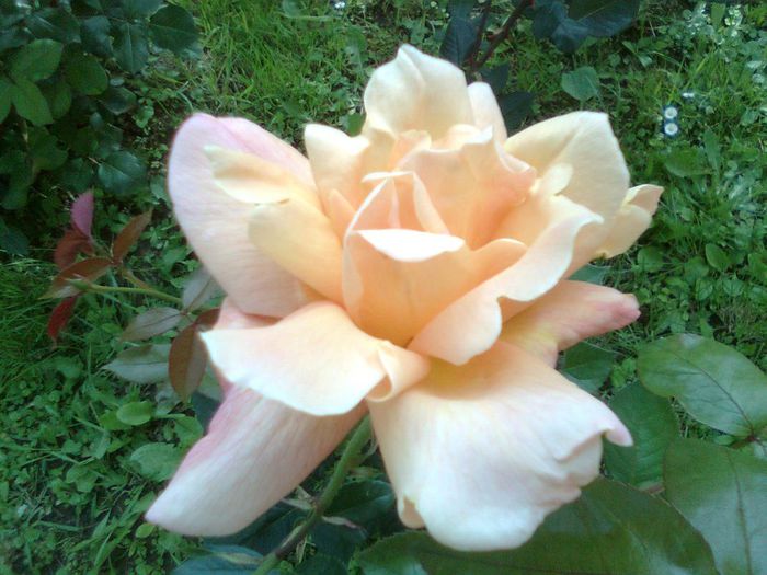 DOC POZE 057 - A___PRIMAVARA-VARA 2014