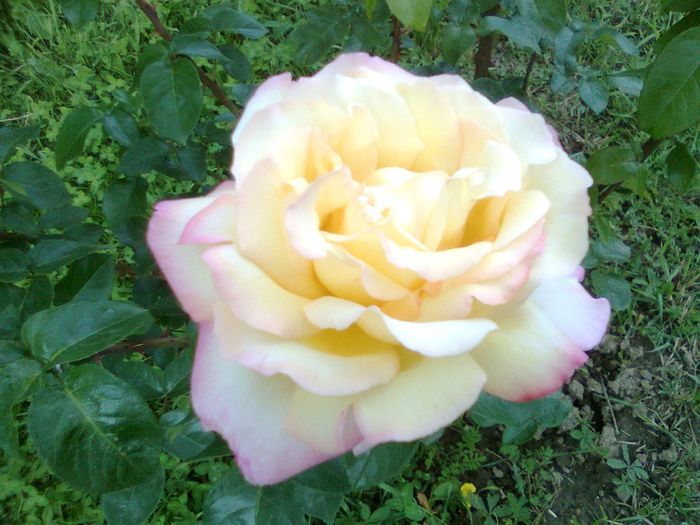 DOC POZE 062 - A___PRIMAVARA-VARA 2014