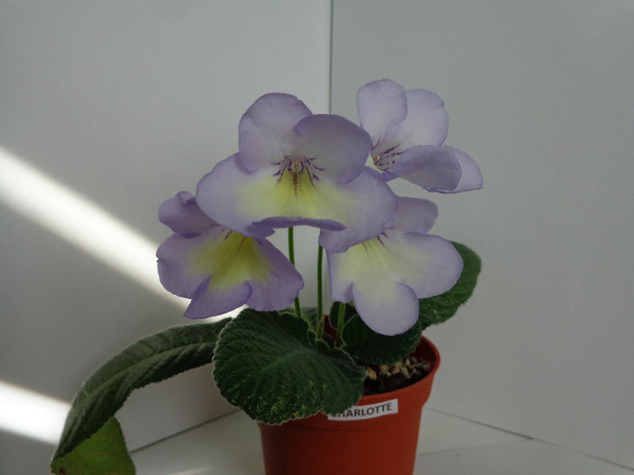 Charlotte (4-06-2014)