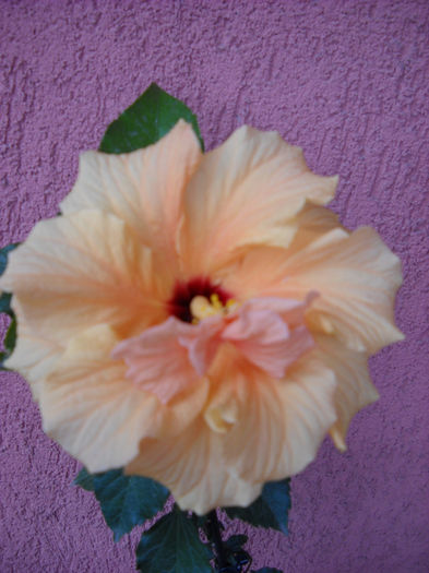 Multumesc frumos Flory !