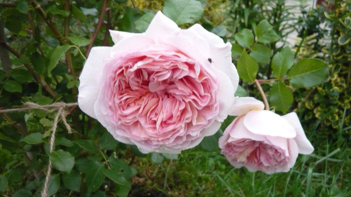 050 - engl Abraham darby