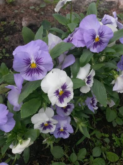 20140602_192124 - flori de gradina 2014