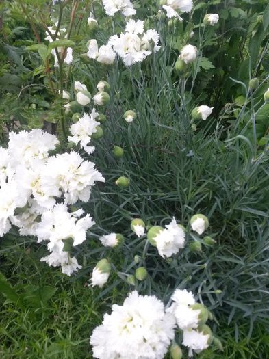 20140602_192227 - flori de gradina 2014