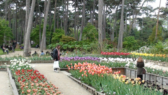 DSC01849 - Expozitia de dalii de la Parc Floral Vincennes -Paris 2012