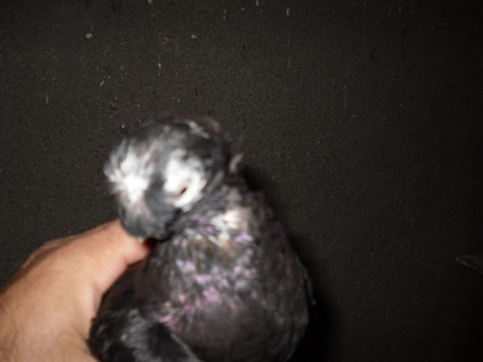 ACHIZITIE NOUA CALARAS