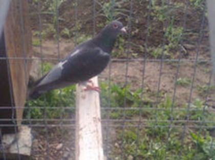 F 09 RO - PORUMBEI CARE IAM VANDUT