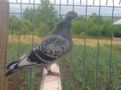 M 08 RO - PORUMBEI CARE IAM VANDUT