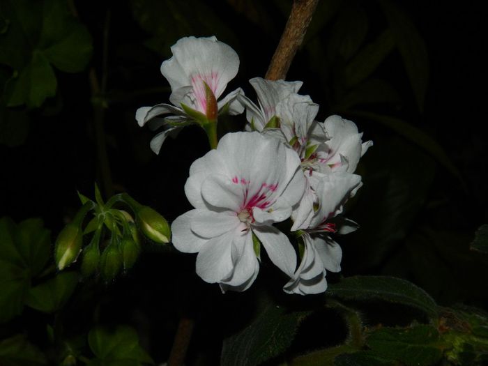 DSCN7106