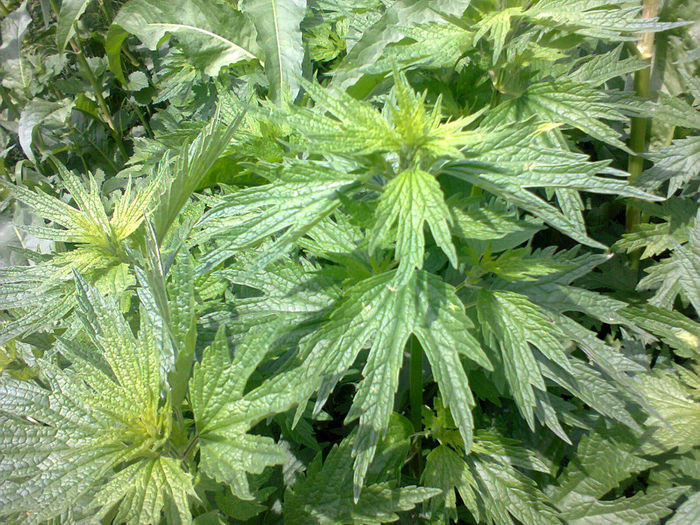 Fotografie0023 - Z STUPII NOSTRI