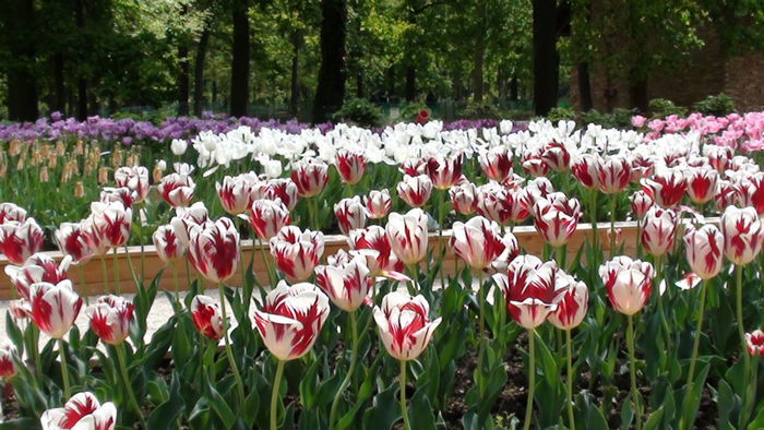 DSC01852 - Expozitia de dalii de la Parc Floral Vincennes -Paris 2012