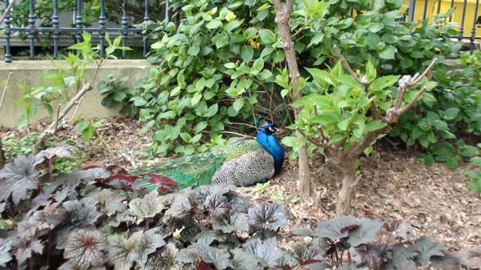 DSC01898 - Expozitia de dalii de la Parc Floral Vincennes -Paris 2012