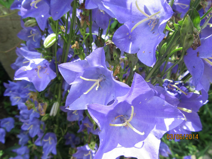 Campanula platycodon - Flori de gradina-2014 Vara