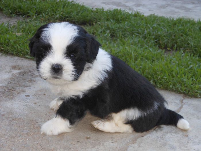 shih tzu