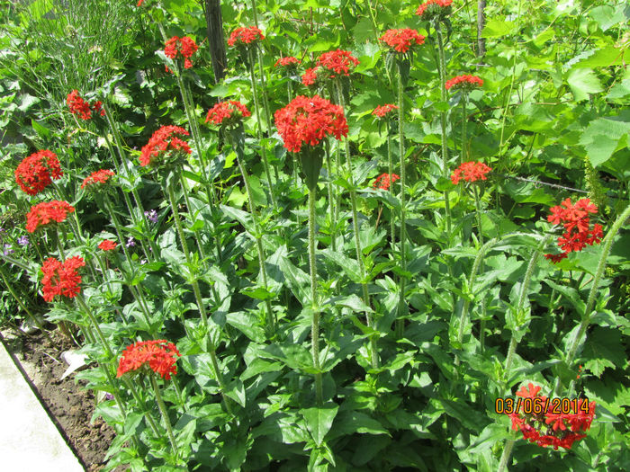 Lychnis calcedonica