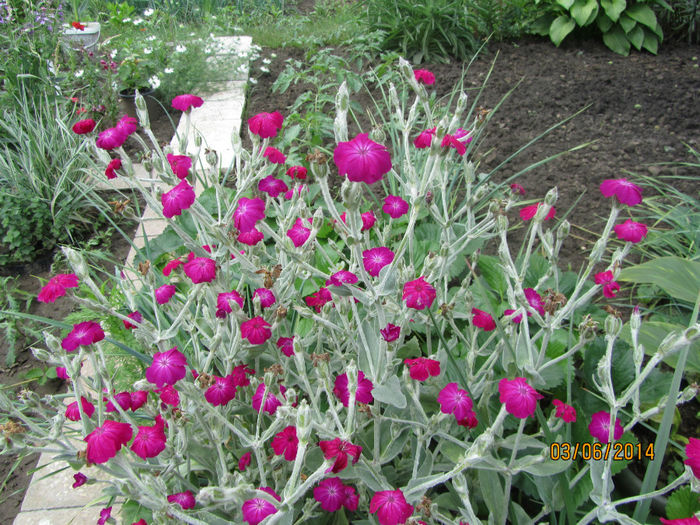 Lychnis coronaria