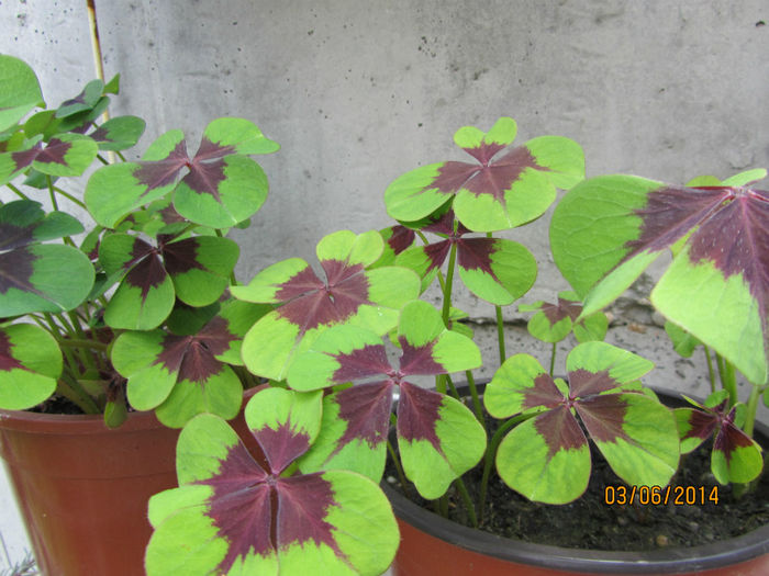 Oxalis