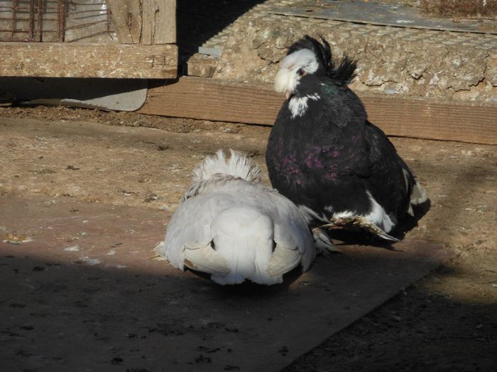 Picture 019 - tobosari de buhara