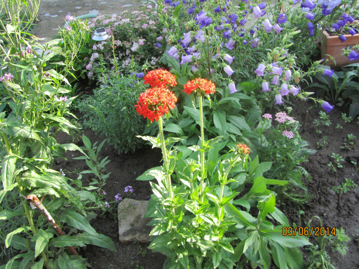 Lychnis Calcedonica