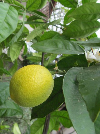 portocal - Diverse 2 - Gradina cu frunze