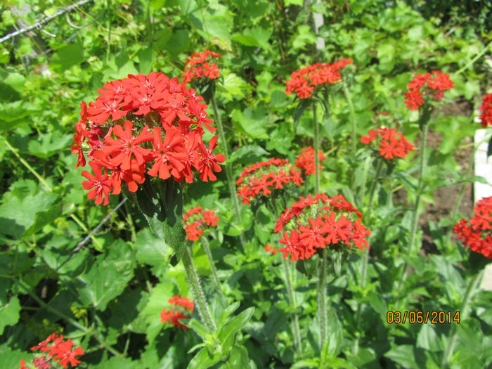 IMG_2909 - 06-Lychnis