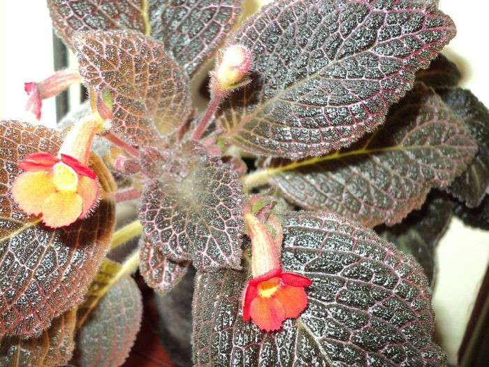 DSC04526 - 0-florile mele