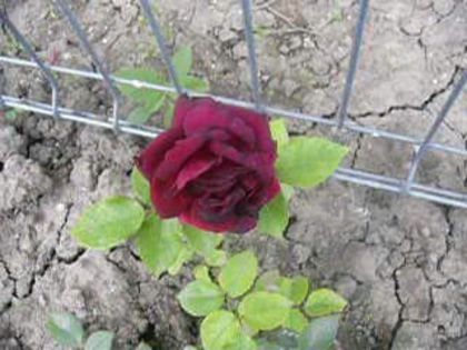 Dimov