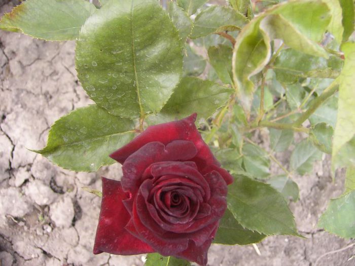 Dimov