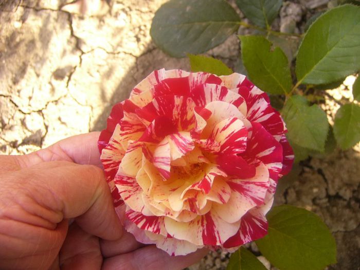 P1220300
