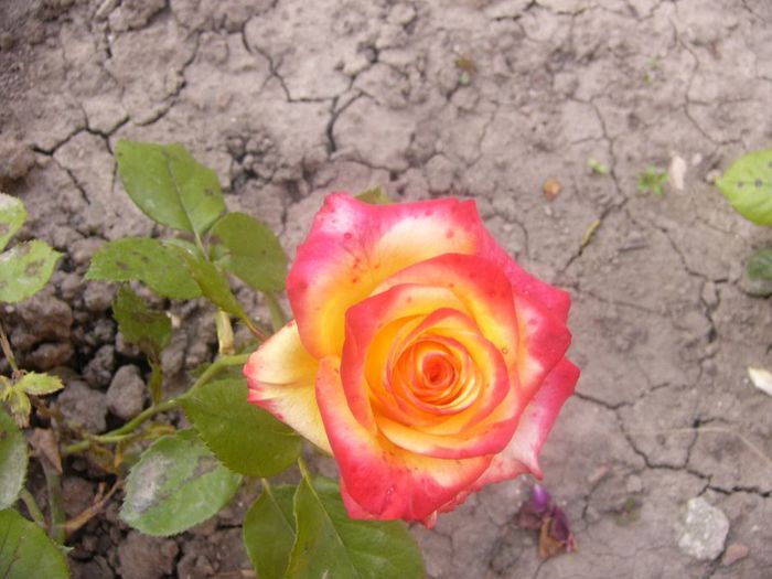 Dimov
