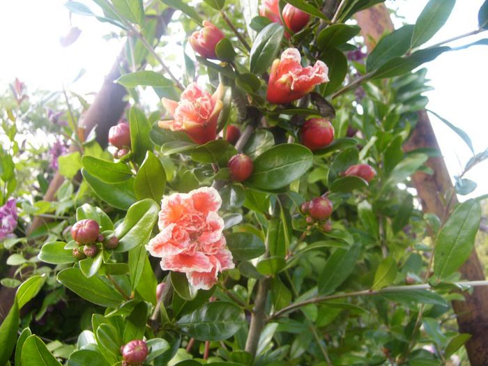 Punica Granatum
