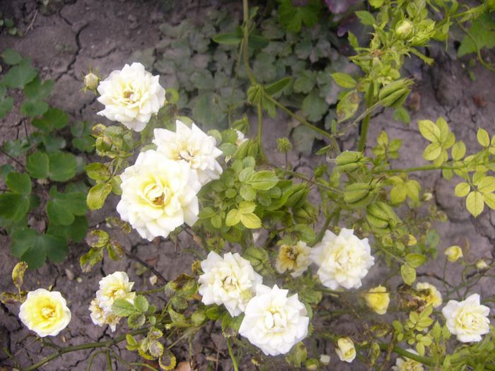 Rosa Fairy crem