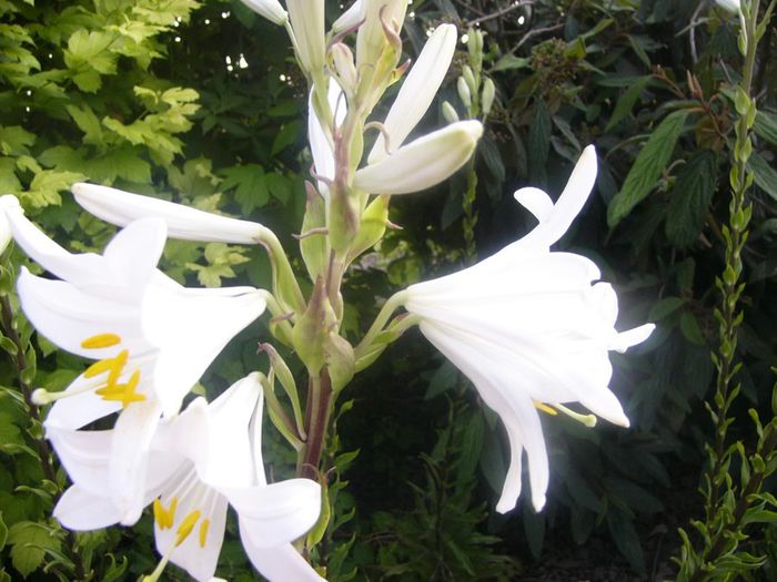 Lilium Candidum