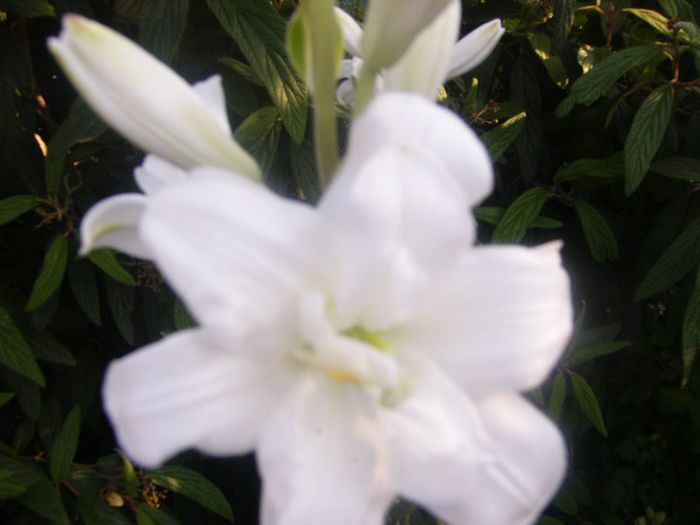 Lilium Candidum fl. involta