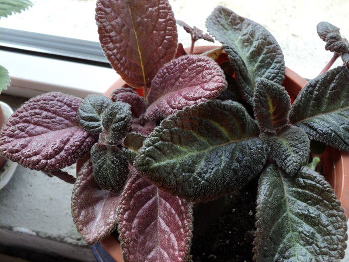 DSC04529 - 0-florile mele