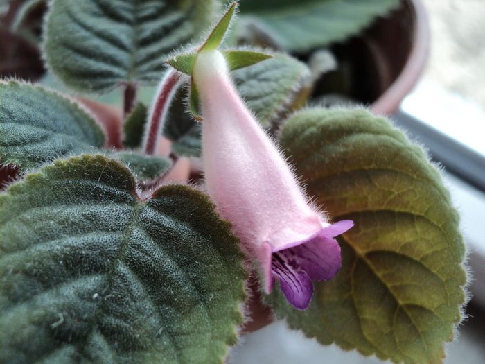 DSC04531 - 0-florile mele