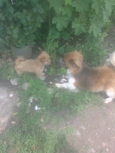 Happy si vecinul lui mai mic