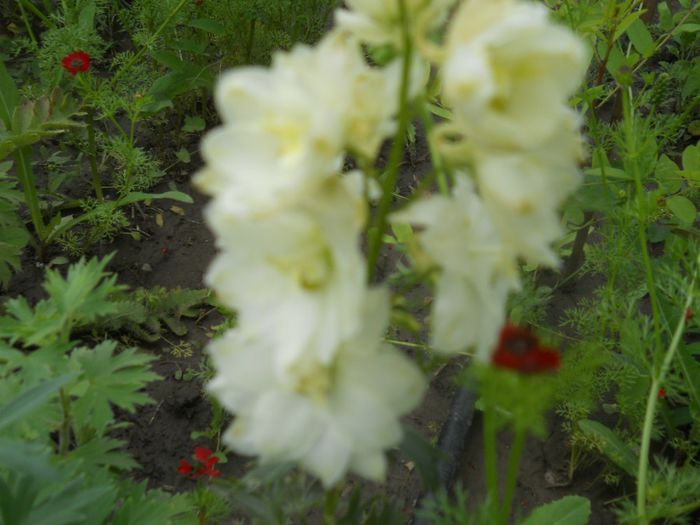 Delphinium alb