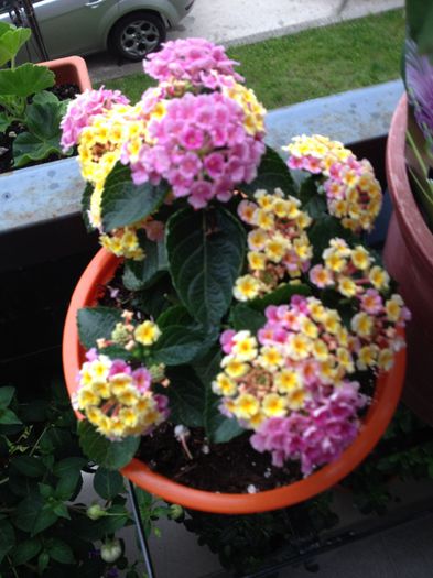 image - lantana camara