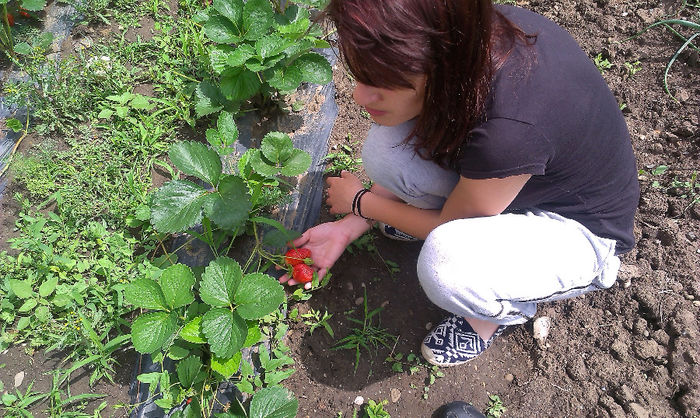 IMAG0169 - Capsuni 2014