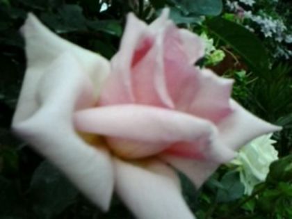 compassion foarte parfumat - Trandafirii din gradina