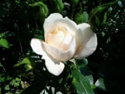 Fotografie0864 lion rose