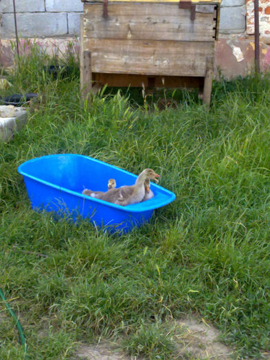 la baie 001 - cotetul si pasarile ce se adapostesc in el