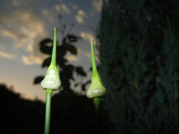 Allium Hair (2014, May 24)