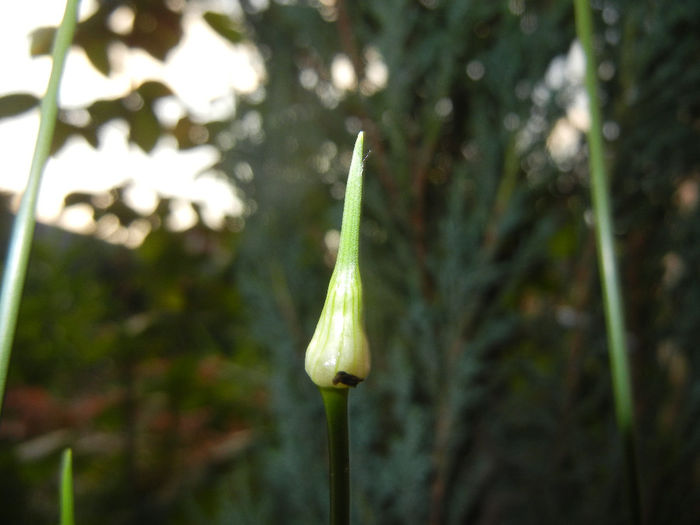 Allium Hair (2014, May 24)