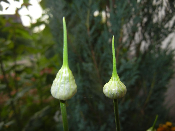 Allium Hair (2014, May 27)